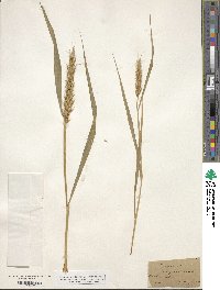 Elymus virginicus var. virginicus image