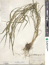 Elymus virginicus var. virginicus image