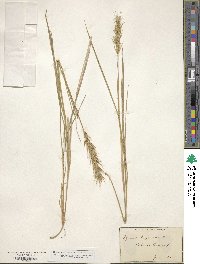 Elymus virginicus var. virginicus image