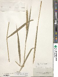 Elymus virginicus var. virginicus image