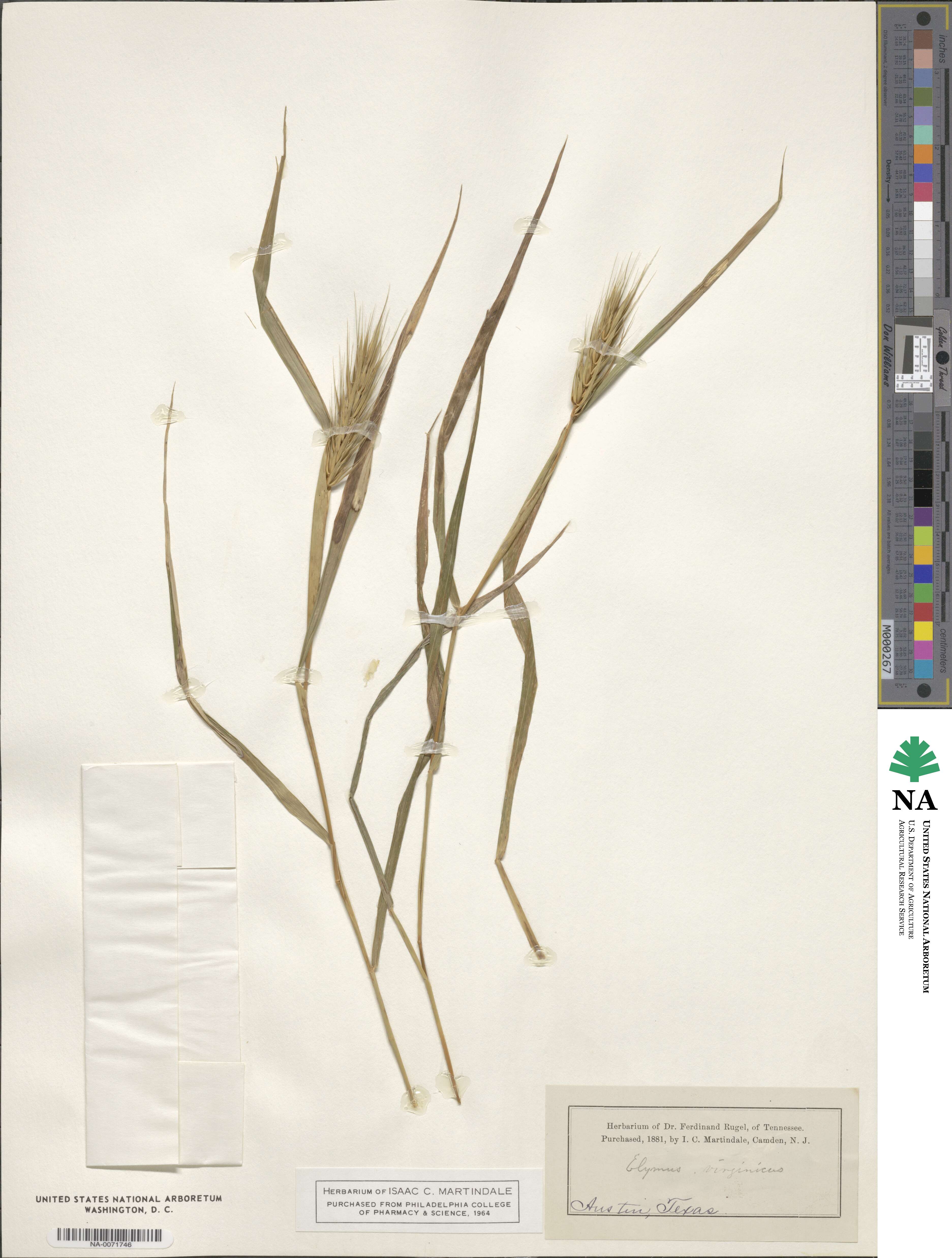 Elymus virginicus image