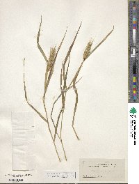 Elymus virginicus var. virginicus image