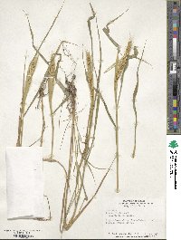 Elymus virginicus var. virginicus image