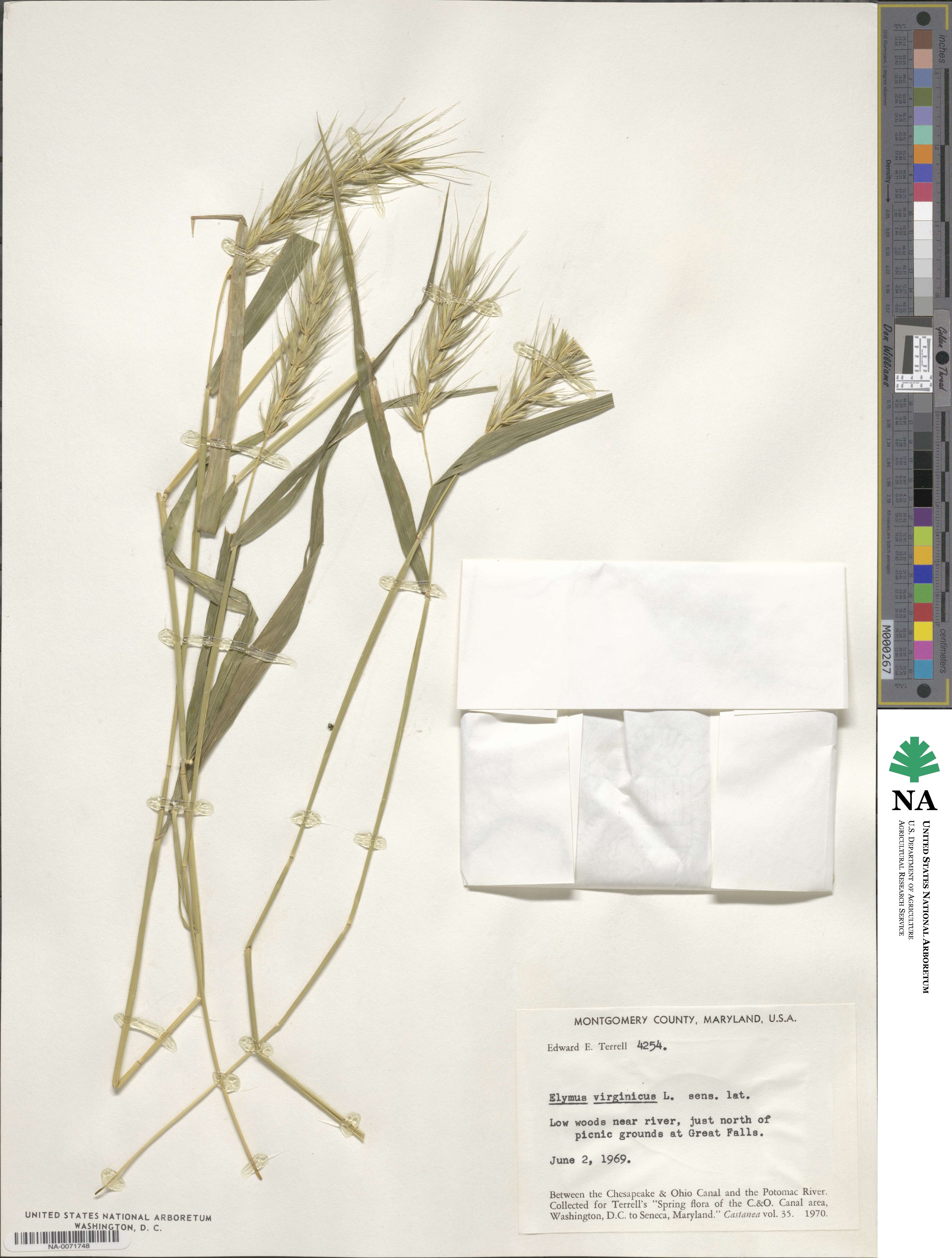 Elymus virginicus image