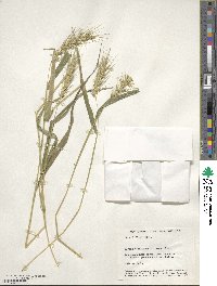 Elymus virginicus image