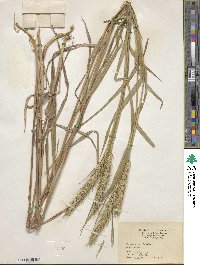 Elymus virginicus image