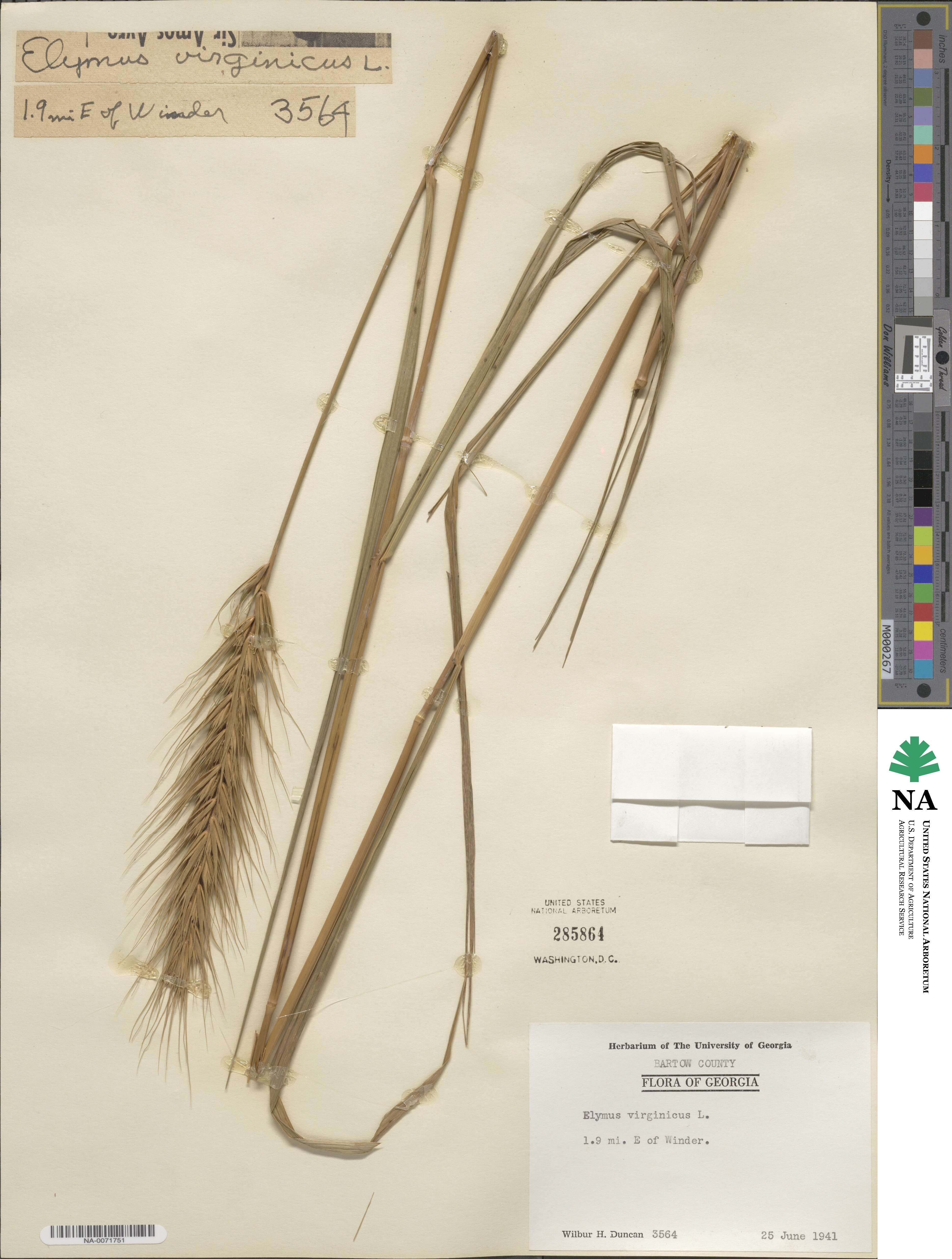 Elymus virginicus var. virginicus image