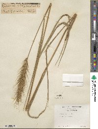 Elymus virginicus image