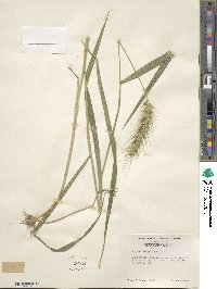 Elymus virginicus image