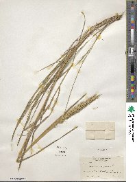 Elymus virginicus image