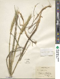 Elymus virginicus image