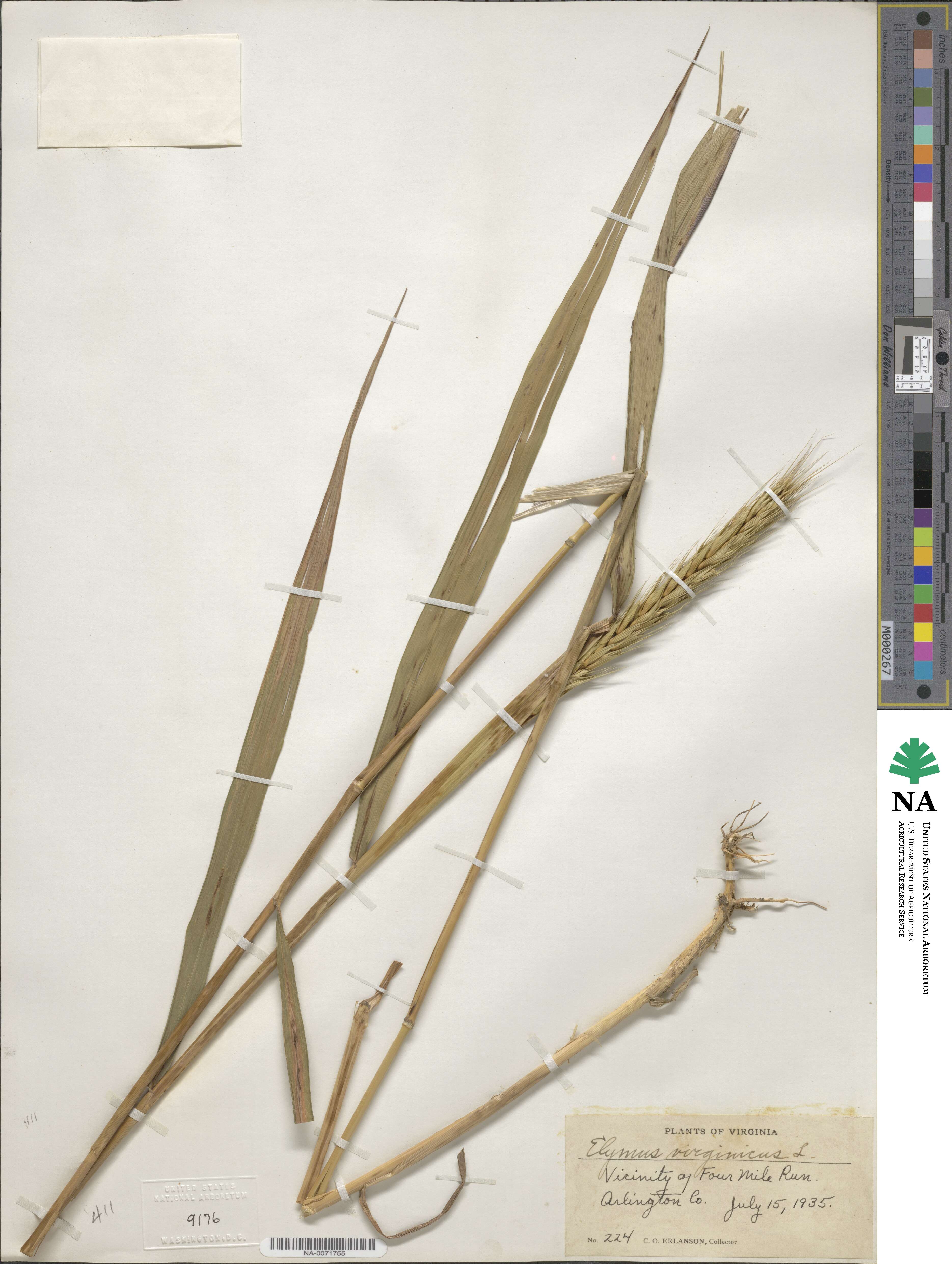 Elymus virginicus image