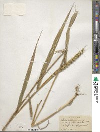 Elymus virginicus image