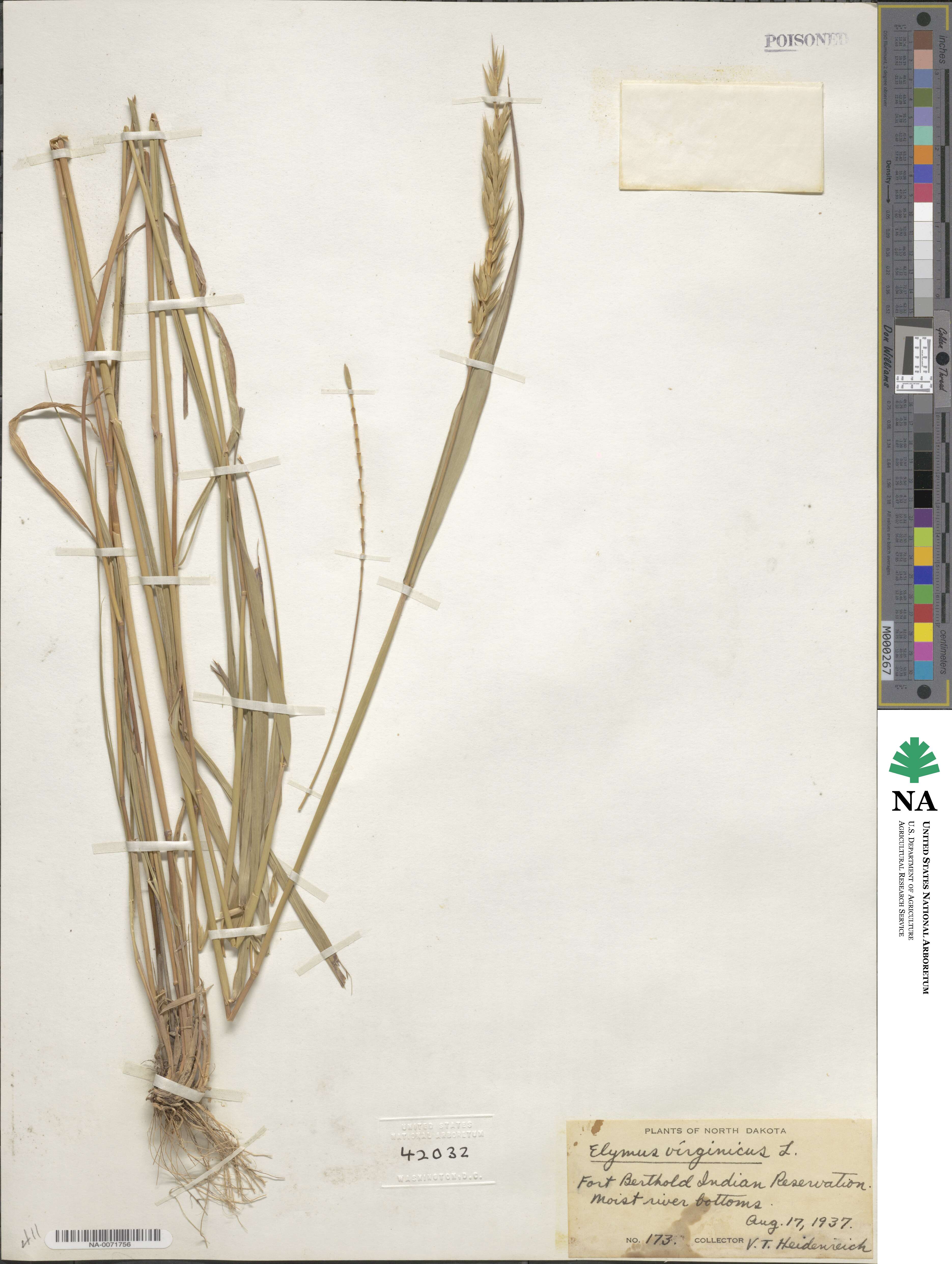 Elymus virginicus image