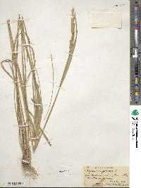 Elymus virginicus var. virginicus image