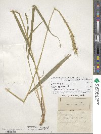 Elymus virginicus image