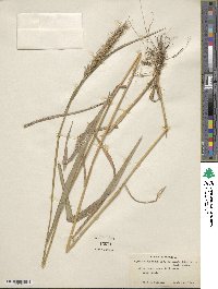 Elymus virginicus image