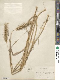 Elymus virginicus image