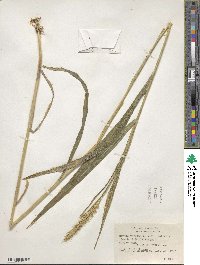 Elymus virginicus image