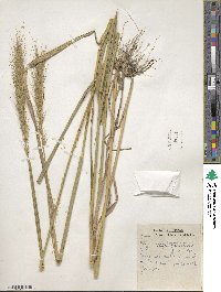 Elymus virginicus image