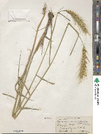 Elymus virginicus image