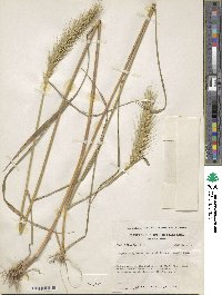 Elymus virginicus image