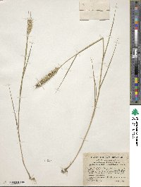 Elymus virginicus image