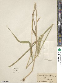 Elymus virginicus image