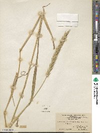 Elymus virginicus image