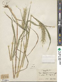 Elymus virginicus image