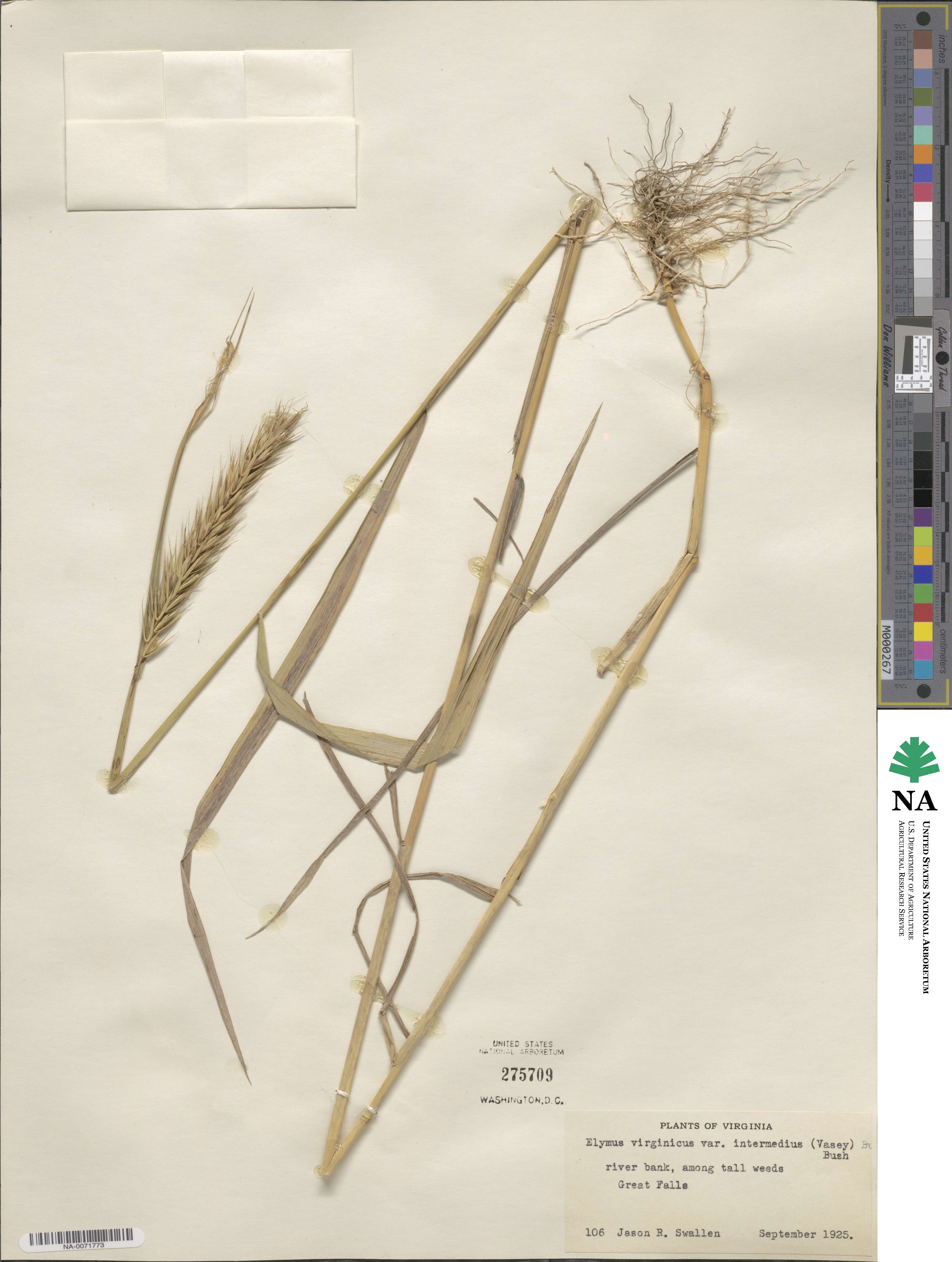 Elymus virginicus image