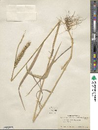 Elymus virginicus image