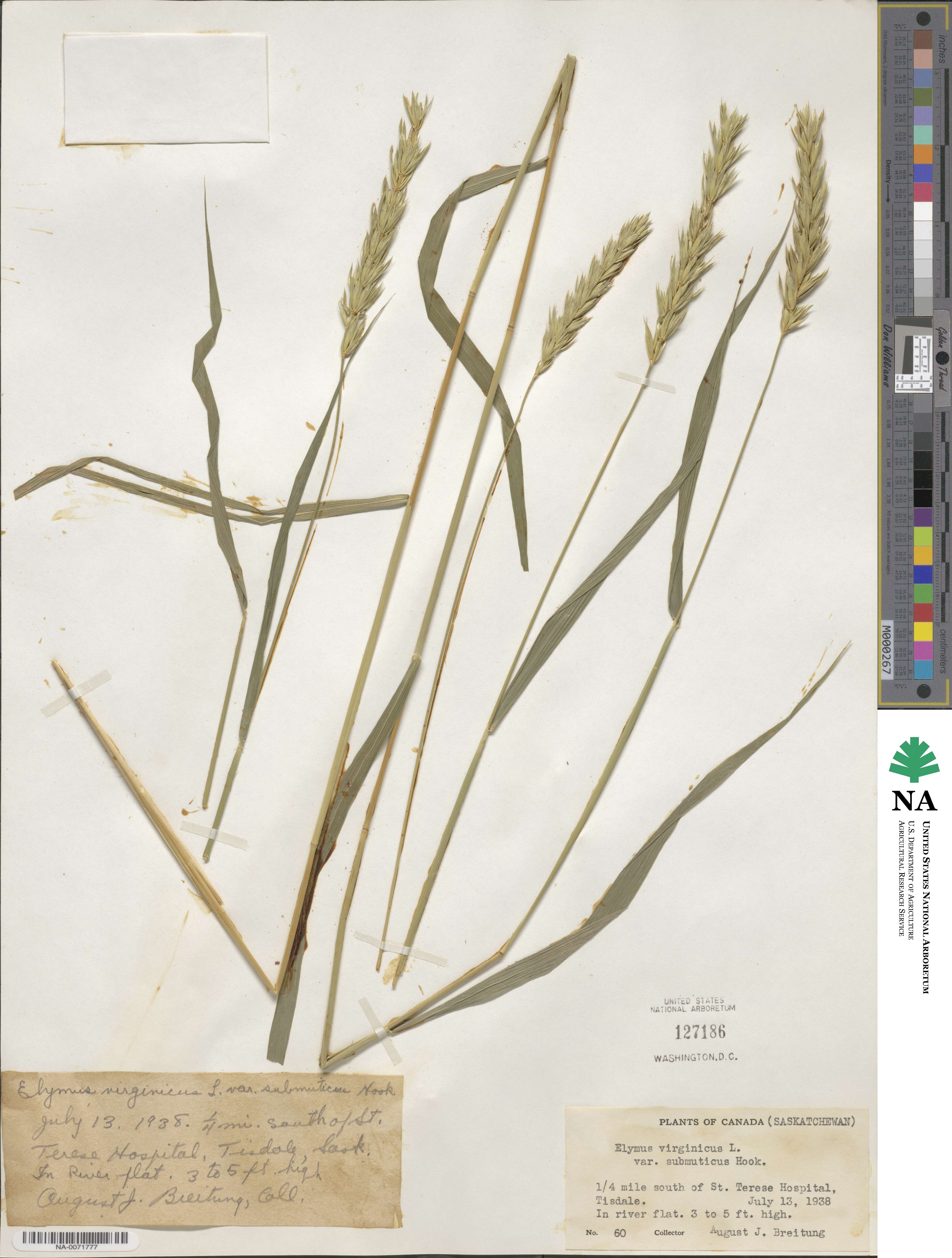 Elymus curvatus image