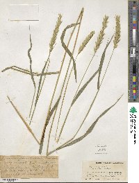 Elymus curvatus image