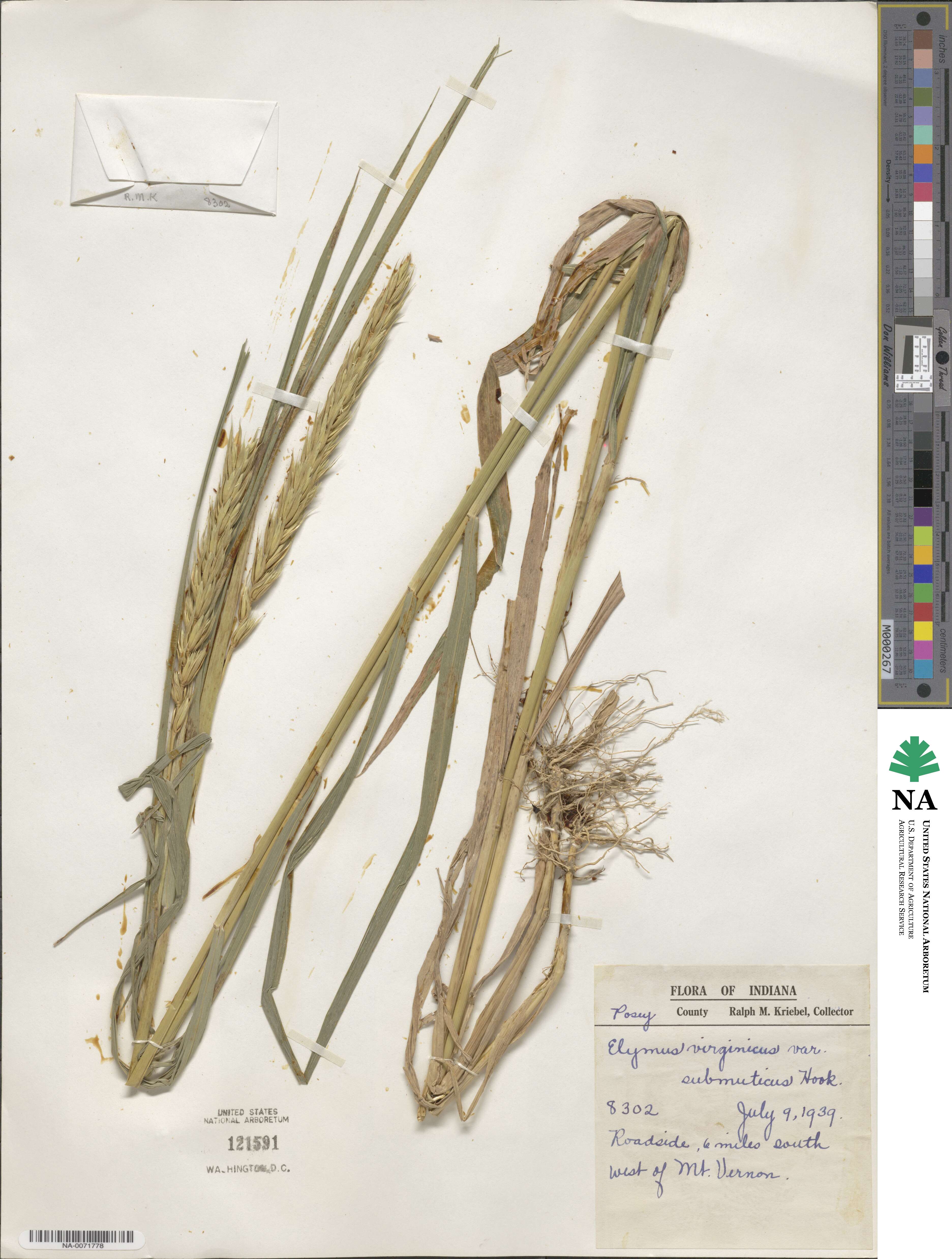 Elymus curvatus image