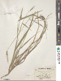 Elymus violaceus image