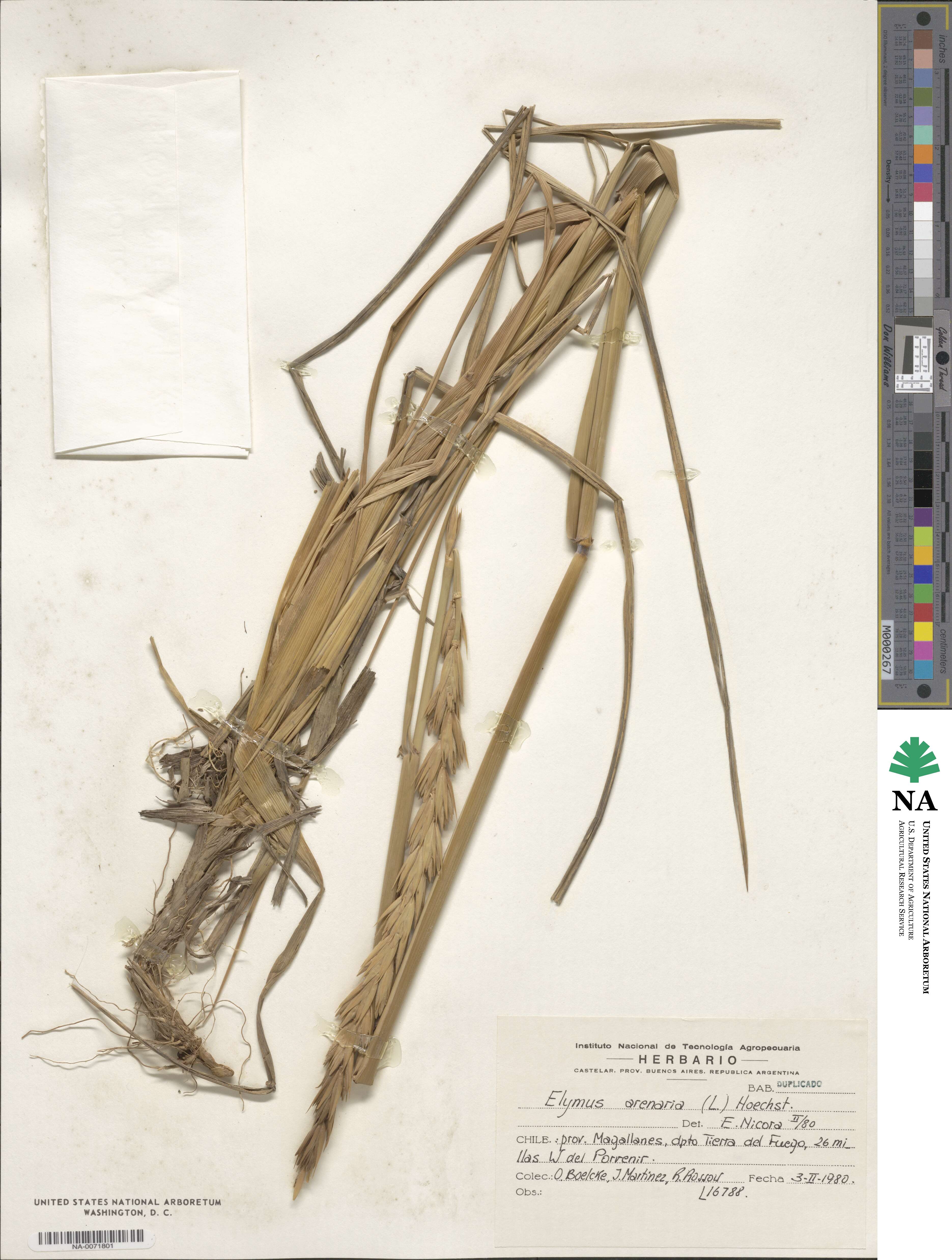 Leymus arenarius image