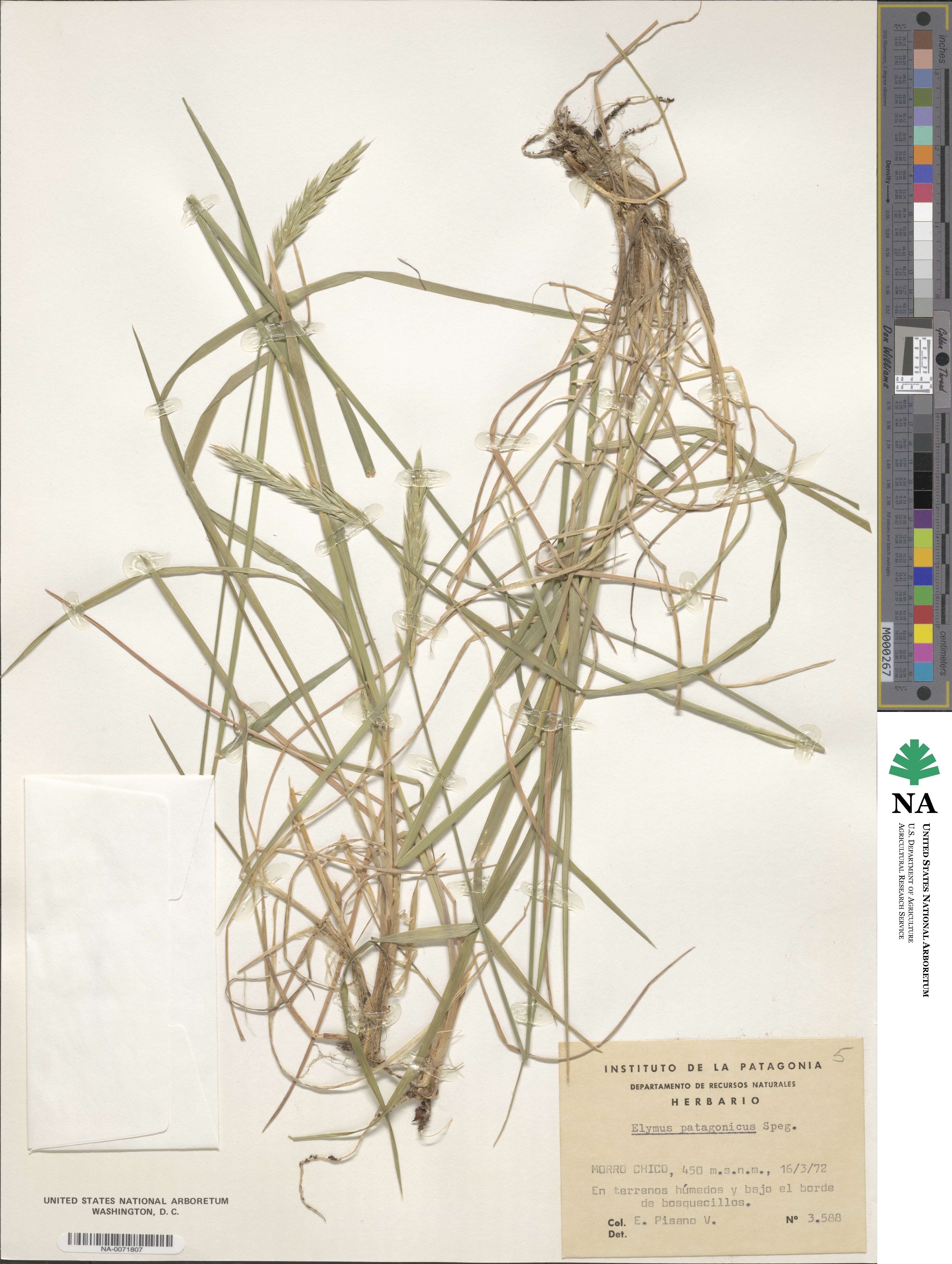 Elymus patagonicus image