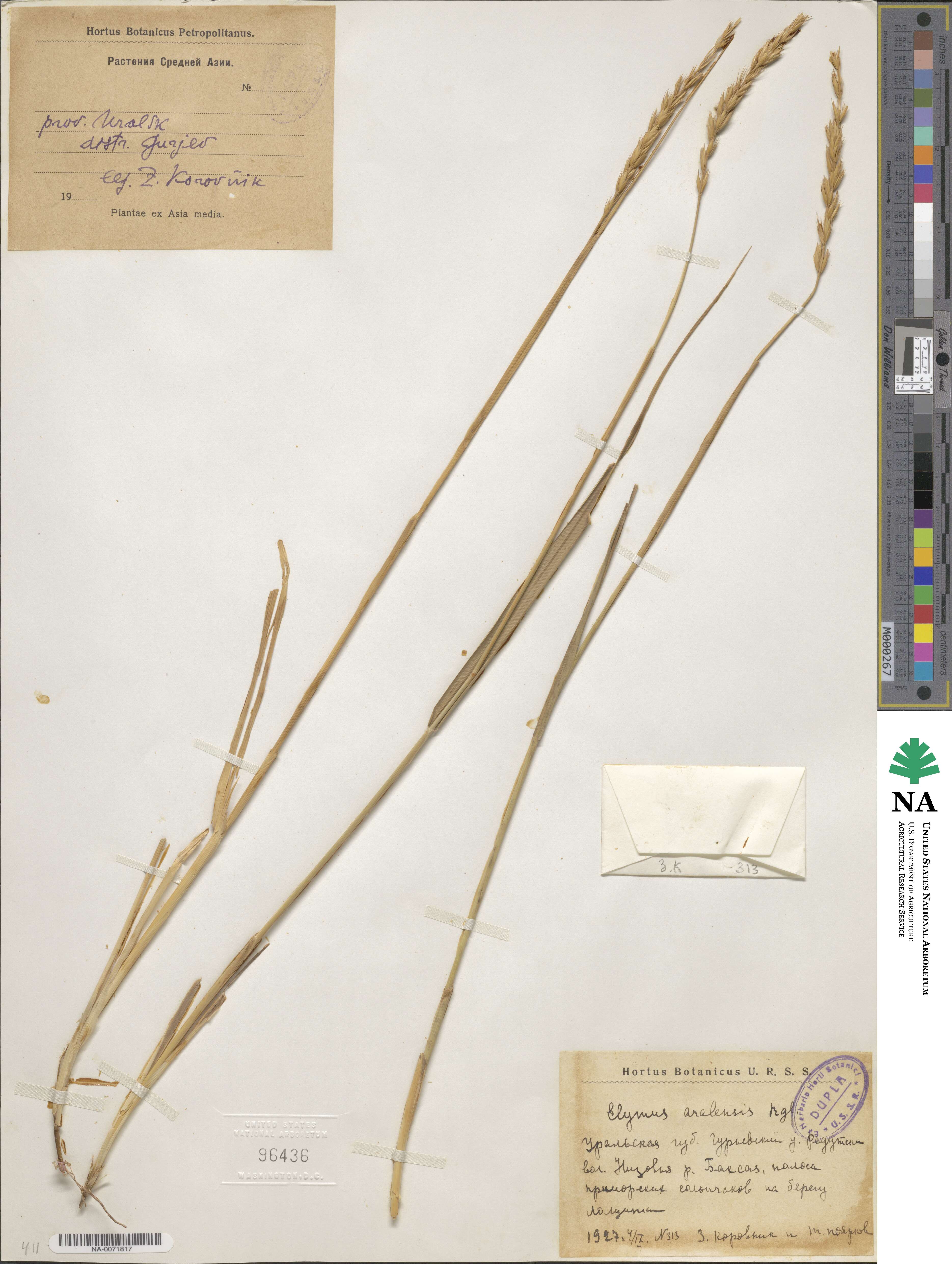 Leymus multicaulis image