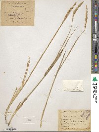 Image of Leymus multicaulis