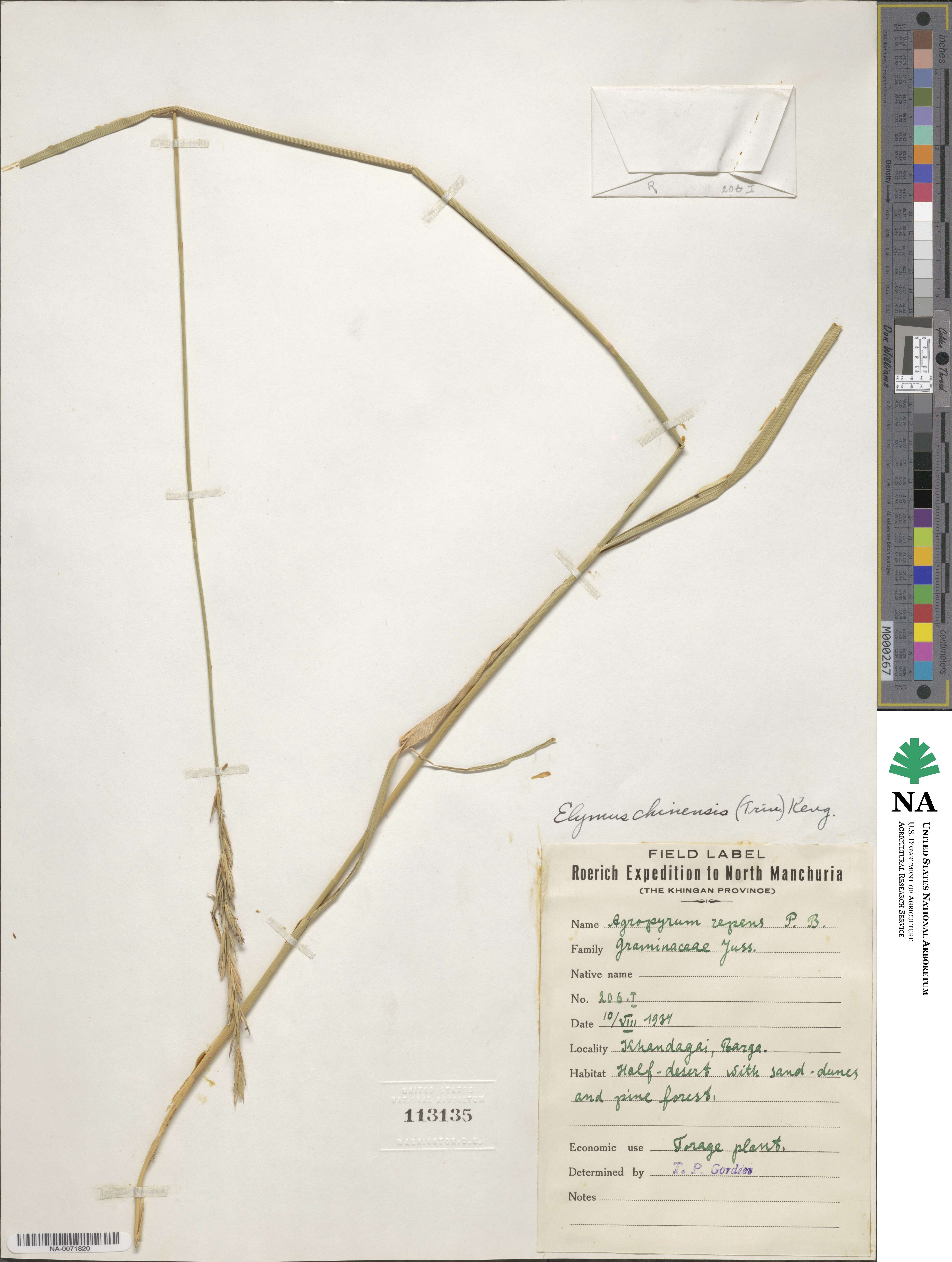 Leymus chinensis image