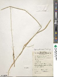 Leymus chinensis image