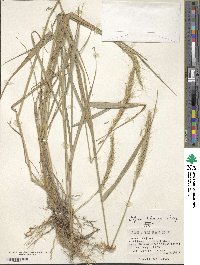 Elymus dahuricus image