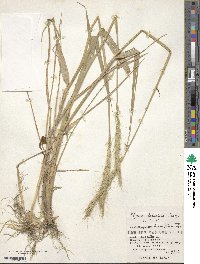 Elymus dahuricus image