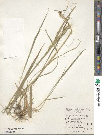 Elymus dahuricus image