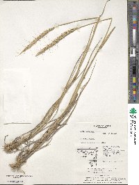 Elymus dahuricus image