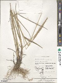 Elymus dahuricus image