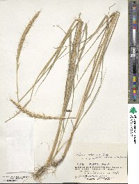 Elymus dahuricus image