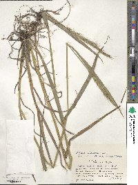 Elymus dahuricus image