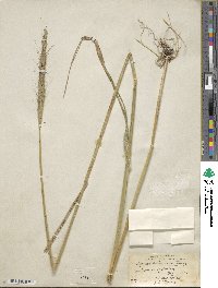 Elymus dahuricus image